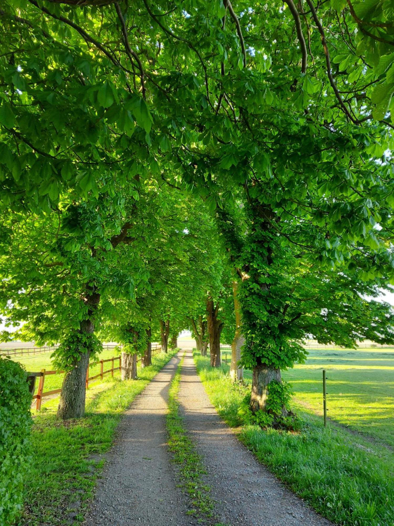 Lantligt Och Lugnt Boende Naera Natur Och Stad スヴェーダーラー自治体 エクステリア 写真