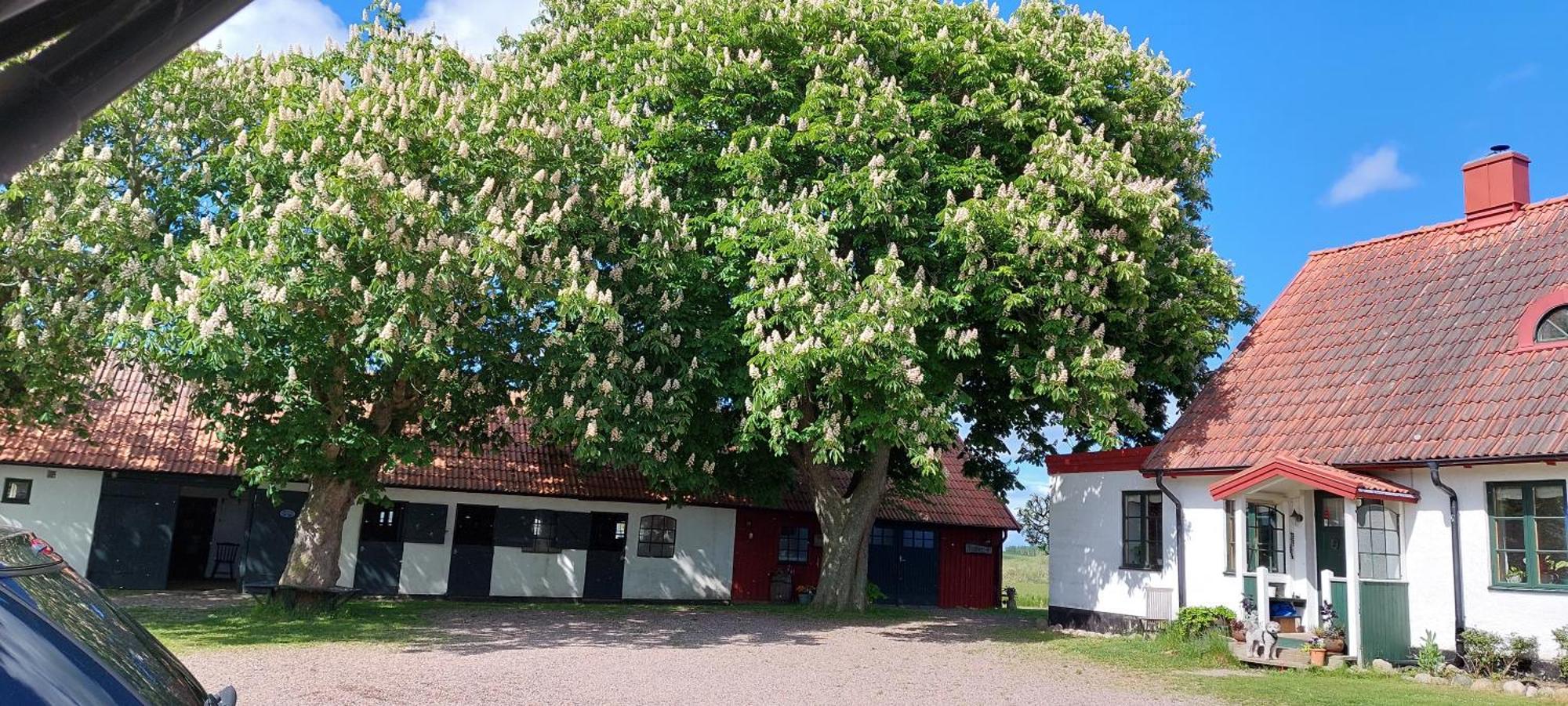 Lantligt Och Lugnt Boende Naera Natur Och Stad スヴェーダーラー自治体 エクステリア 写真