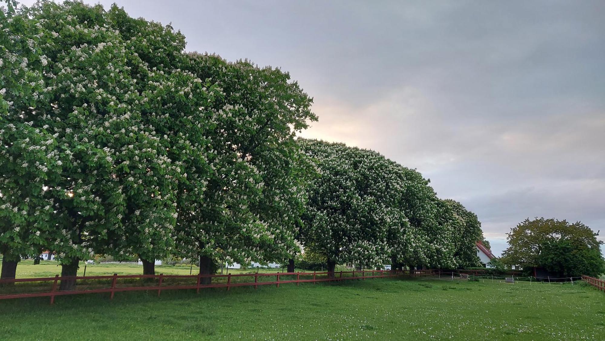 Lantligt Och Lugnt Boende Naera Natur Och Stad スヴェーダーラー自治体 エクステリア 写真